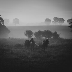 three horses standing in the morning fog on the meadow