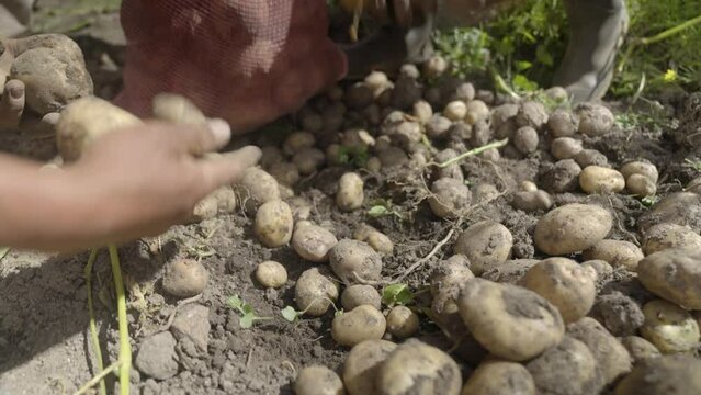 Cosecha de papas en el campo