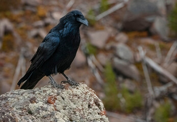 475-67 Raven Look