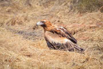 A wedge tailed eagle sitting in the grass next to the road in Northern Queensland, Australia.