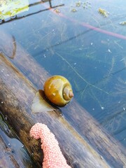 golden snail (Pomacea canaliculata) is easy to find in watery places.