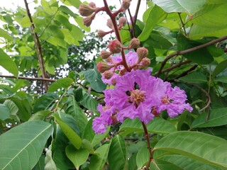 lagerstroemia spesiosa, a tree that has very beautiful flowers.