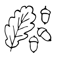 Simple black outline vector drawing. Oak leaf, acorns. Autumn nature, forest, plants. Sketch in ink.