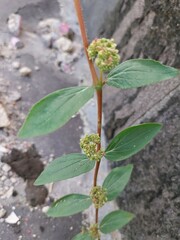 Euphorbia Hirta, a wild plant that has many benefits for herbal medicine.