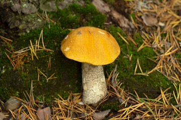 Aspen with a red hat, mushroom on the background of the forest. Concepts of collecting edible mushrooms.
