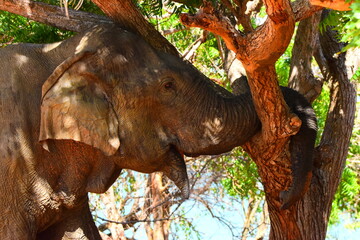 amazing wild life of sri lanka