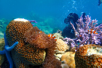 Young woman snorkeling exploring underwater coral reef landscape background in the deep blue ocean with colorful fish and marine life