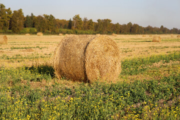 Twisted hay in autumn on a field on a sunny evening