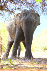 sri lanka elephant in its natural habitat