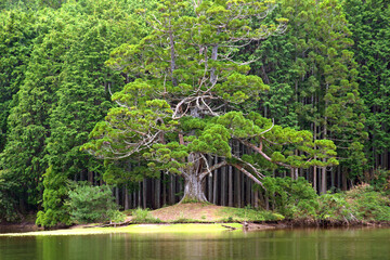 Giantic cedar tree at Iwao pond, tree age is more than 1000 years old in Shiga Prefecture, Japan