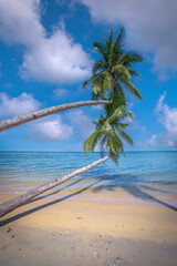 Coconut tree on the beach with blue sky and white clouds
