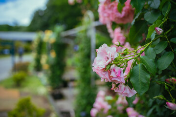 ピンク色に咲く公園のバラ