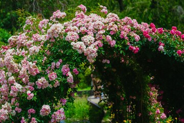ピンク色に咲く公園のバラ