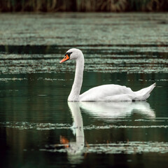 Close-up of a swan, in a natural habitat, swims.