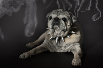 a small pug dog in a spiked collar, the image of a pet for Halloween