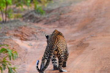 amazing wild life of sri lanka