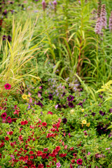 autumn garden with nice flowers