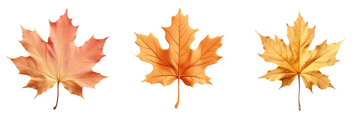 Obraz premium Isolated autumn maple leaf on a transparent background