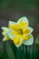 Daffodils in a field in spring with sun