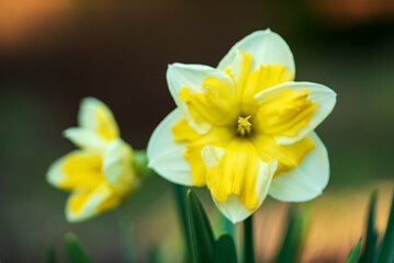 Daffodils in a field in spring with sun