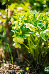 hellebore flowers in the garden