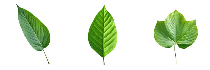 Obraz premium Isolated leaf in green transparent background