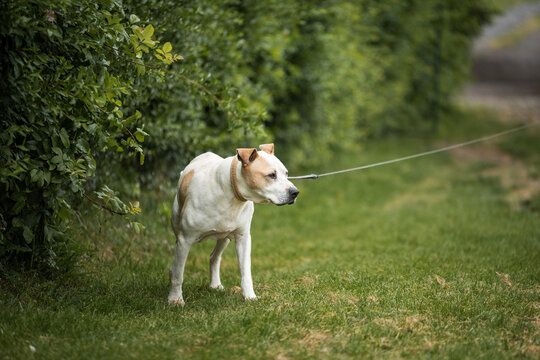 Rescued Pit Bull Terrier have exercises with his trainer. On his daily routine he is on the long walk on the leash and have obedience and socialization training

