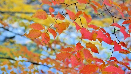 Beautiful autumn valley scenery in Korea