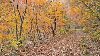 Beautiful autumn valley scenery in Korea