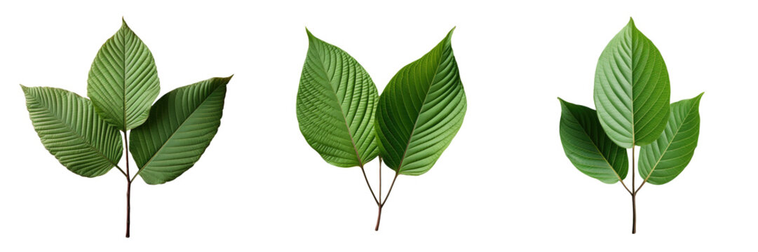 Kratom Leaf From Asia Used For Alternative Therapy Isolated On A Transparent Background