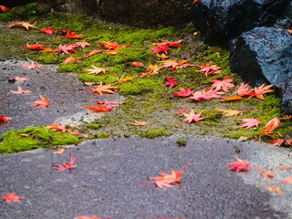 Fototapeta premium 日本庭園 苔の上に落ちた紅葉の葉