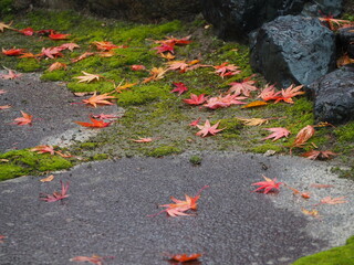 日本庭園　苔の上に落ちた紅葉の葉