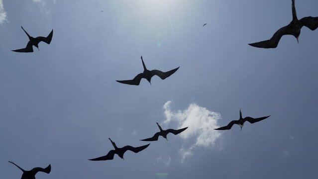 Magnificent frigatebird, Fregata magnificens, a big black sea bird with a characteristic red gular sac, soaring in the clear blue sky over a cruise ship at the coastline of the Galapagos islands. 