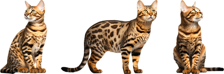 Bengal cat different poses isolated on transparent background. Generative AI