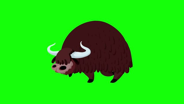 Yak brown walking on green background cartoon animation. Isolated animal character from Asia or mainly Tibet. Seamless loop, greenbox for keying.