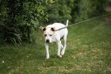 Rescued Pit Bull Terrier have exercises with his trainer. On his daily routine he is on the long walk on the leash and have obedience and socialization training
