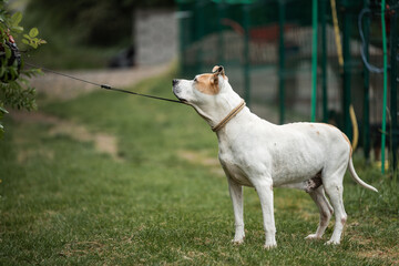 Naklejka na ściany i meble Rescued Pit Bull Terrier have exercises with his trainer. On his daily routine he is on the long walk on the leash and have obedience and socialization training 