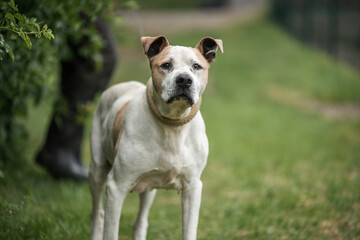Rescued Pit Bull Terrier have exercises with his trainer. On his daily routine he is on the long walk on the leash and have obedience and socialization training
