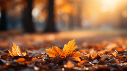 Naklejka na ściany i meble Beautiful orange and golden autumn leaves