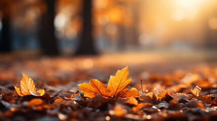 Beautiful orange and golden autumn leaves