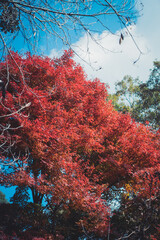 真っ赤な紅葉