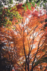 オレンジ色の紅葉する木
