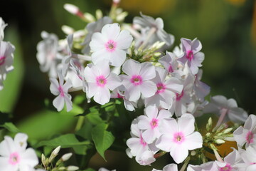 Garden Phlox paniculata, creeping phlox subulata, also known as the moss phlox.