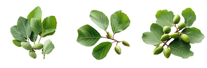 Fresh leaves of Gular Golar or Clustar Fig tree fruit isolated transparent background surface displaying numerous benefits