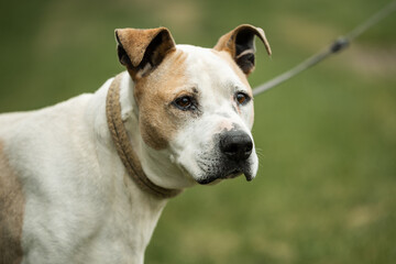 Rescued Pit Bull Terrier have exercises with his trainer. On his daily routine he is on the long walk on the leash and have obedience and socialization training
