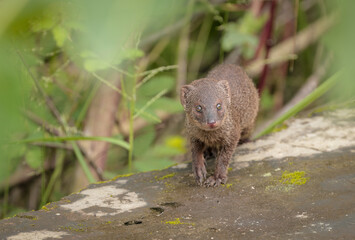 The Small Asian mongoose is a small mammal whose natural range extends from Iran to northern India and Indochina.