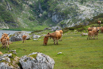 Mother cow with newborn calf during springtime