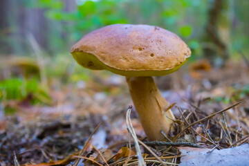 closeup Penny Bun mushroom in forest