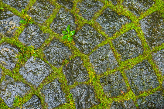 closeup wet stony road with grass tush through, old brick work background