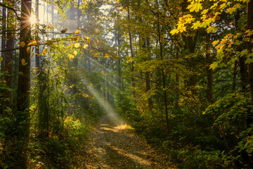 Jesienny poranek w lesie. Promienie słoneczne.